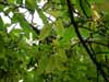 Найдите дятла в листве грецкого ореха.